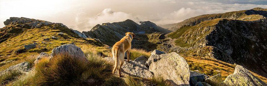 Trained dog on hilltop.