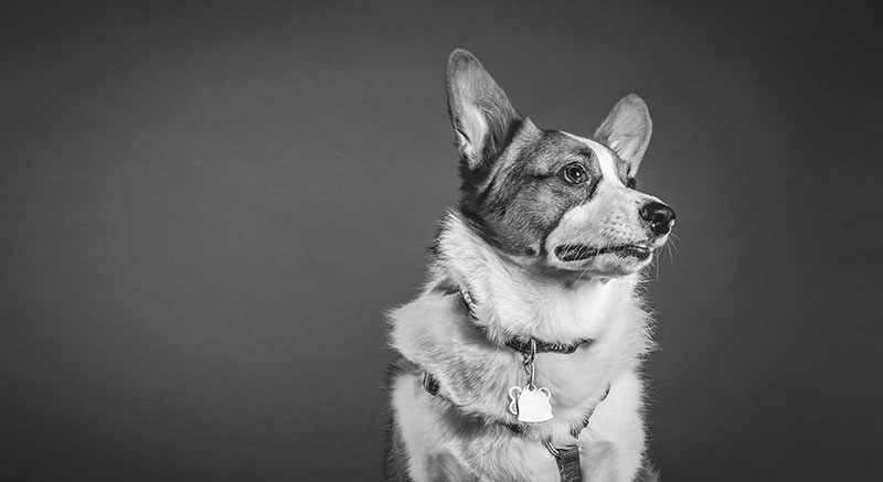 Black and white husky close-up