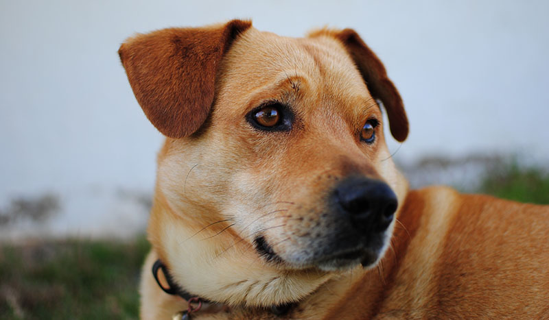 Labrador dog portrait