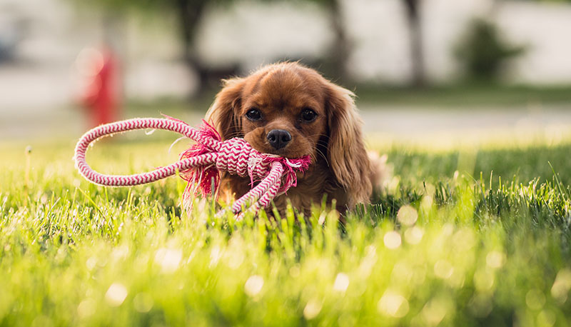 Puppy playing with a rope toy in grass