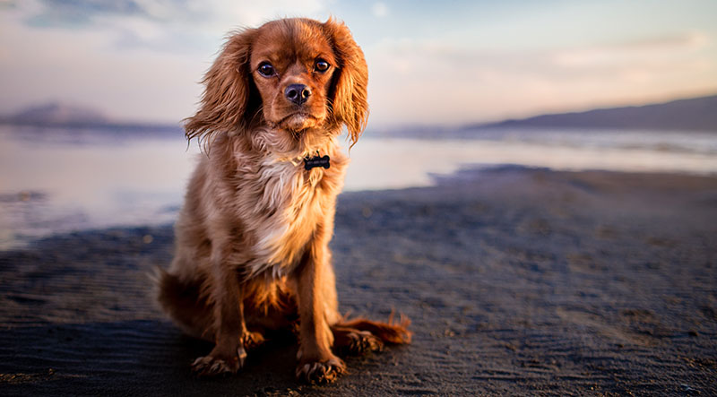 Brown Cavalier King Charles Spaniel puppy sitting on beach