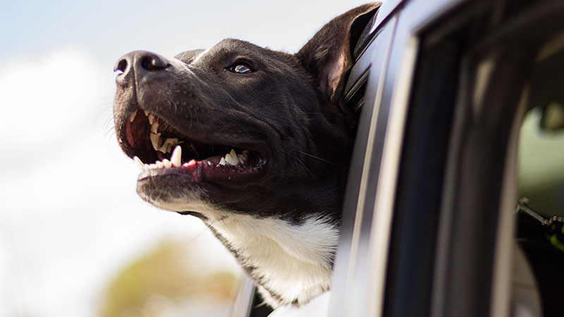 Black Labrador looking out of a car window