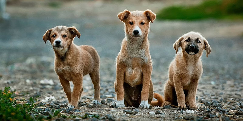 Three young puppies standing on a beach