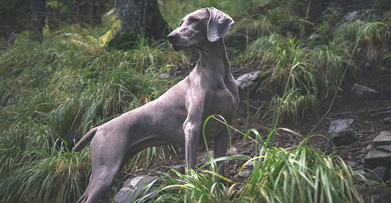 Grey dog standing in tall grass