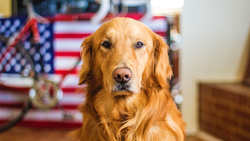 Golden Retriever participating in obedience class