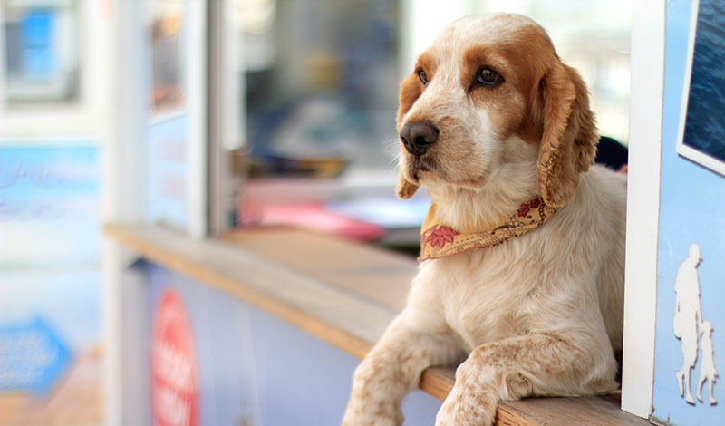 Beagle sitting calmly while training