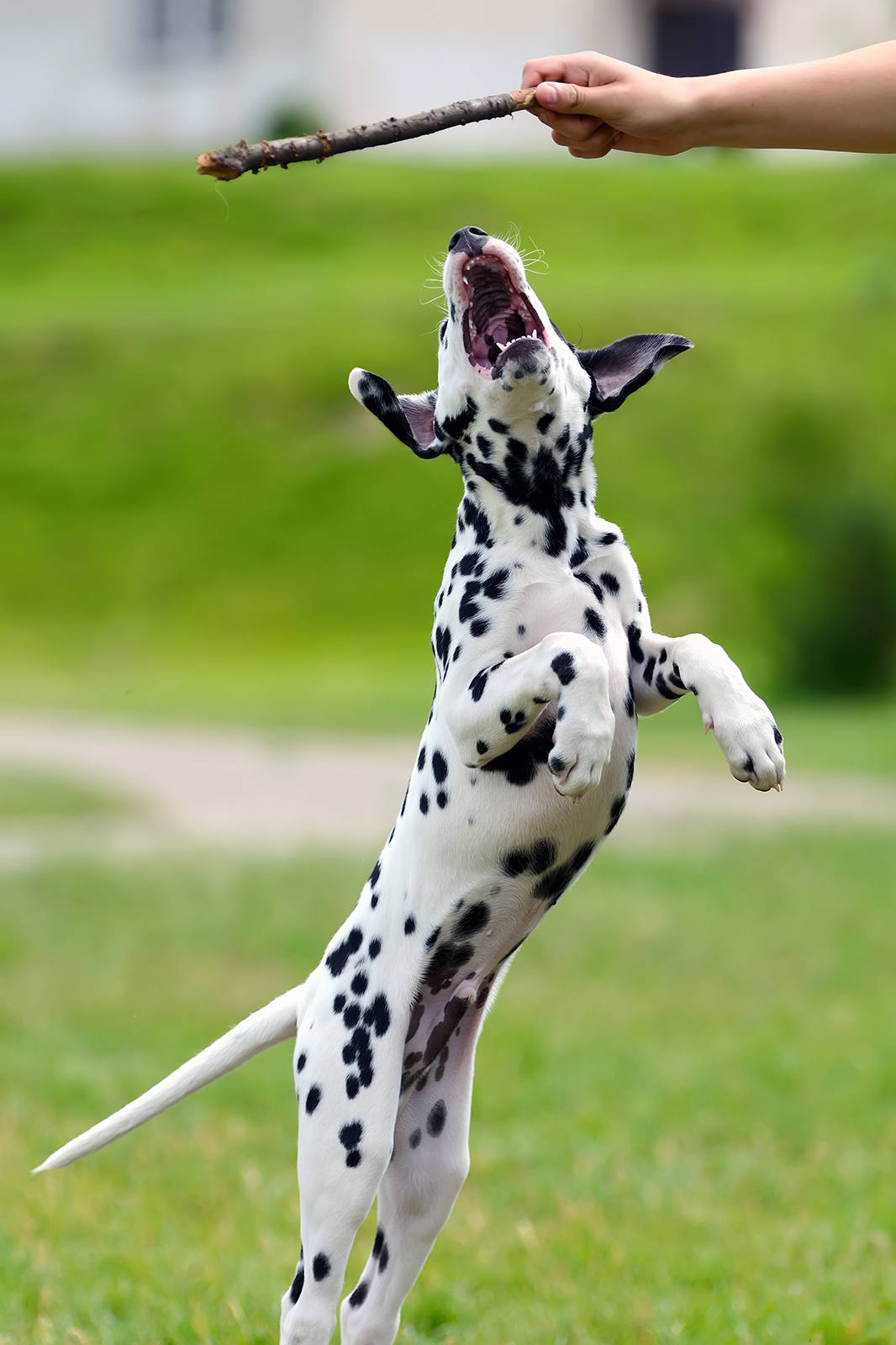 image captures a moment of a playful Dalmatian puppy jumping to catch a stick.
