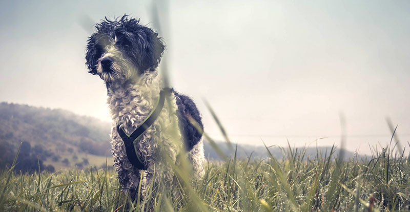 Working dog standing in a grassy field