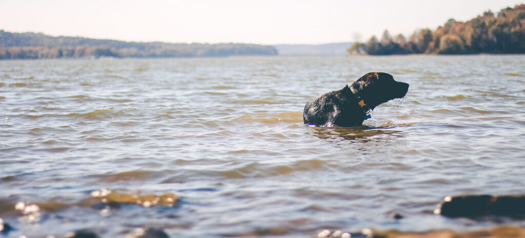 dog having bath in lake
