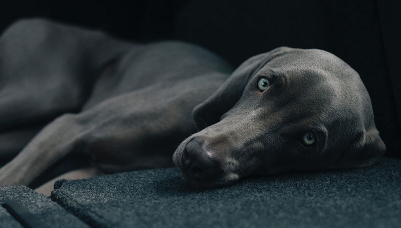 Black dog face close-up