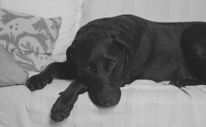 Black dog lying in a shaded area