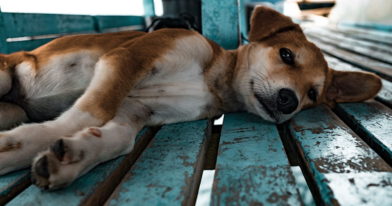 Labrador resting on a wooden bench