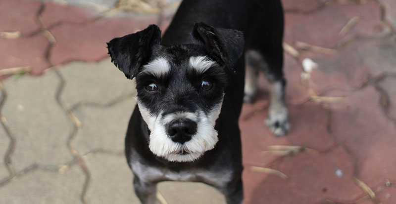 Black and white dog looking alert outdoors