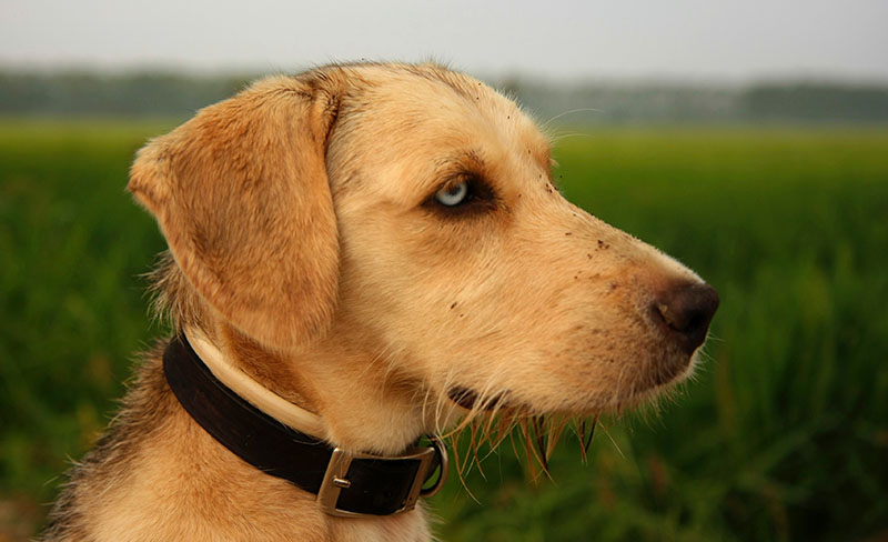 Yellow Labrador side profile outdoors