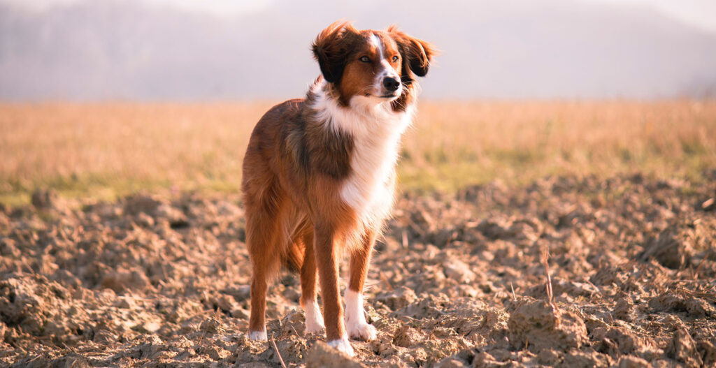 Young dog standing in an open field