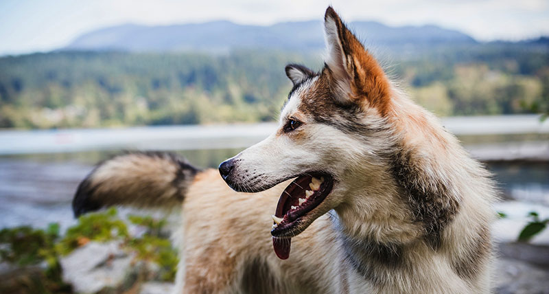 German shepherd portrait outdoors