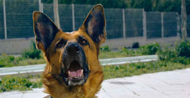 German shepherd standing in yard