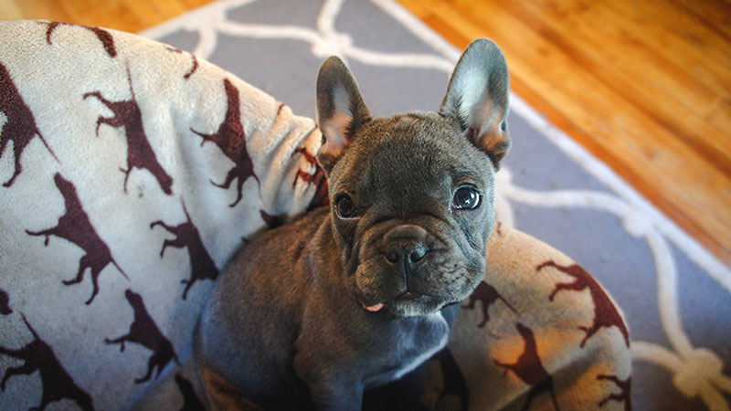 French bulldog resting on a sofa