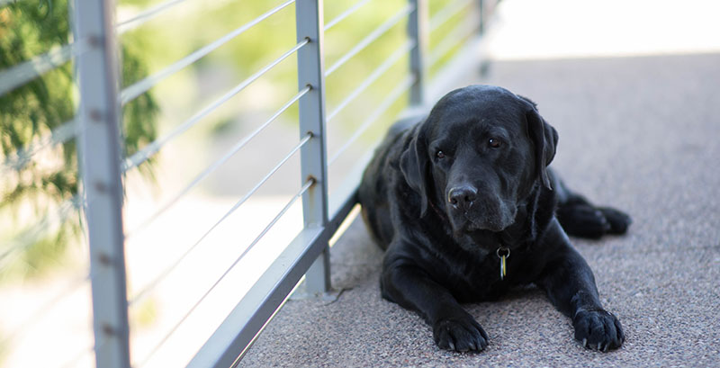 Black Labrador lying on wooden deck