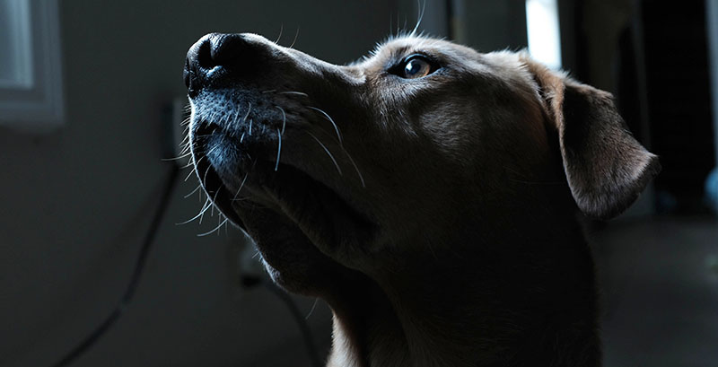 Brown dog looking up