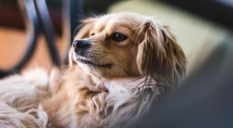“Close-up of a calm brown dog looking ahead