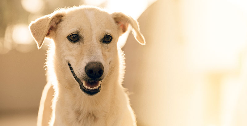 White Labrador looking calmly at the camera
