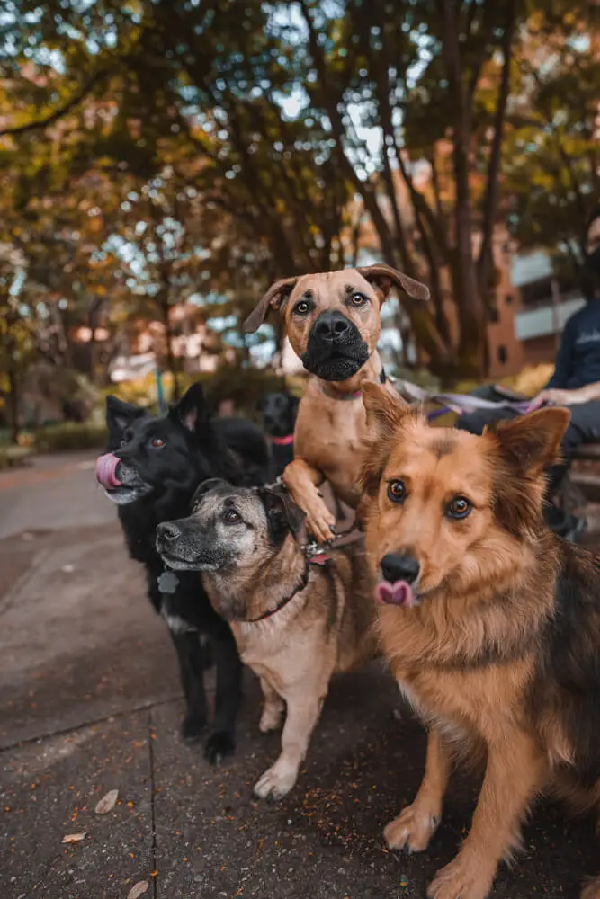 image captures a group of dogs together outdoors
