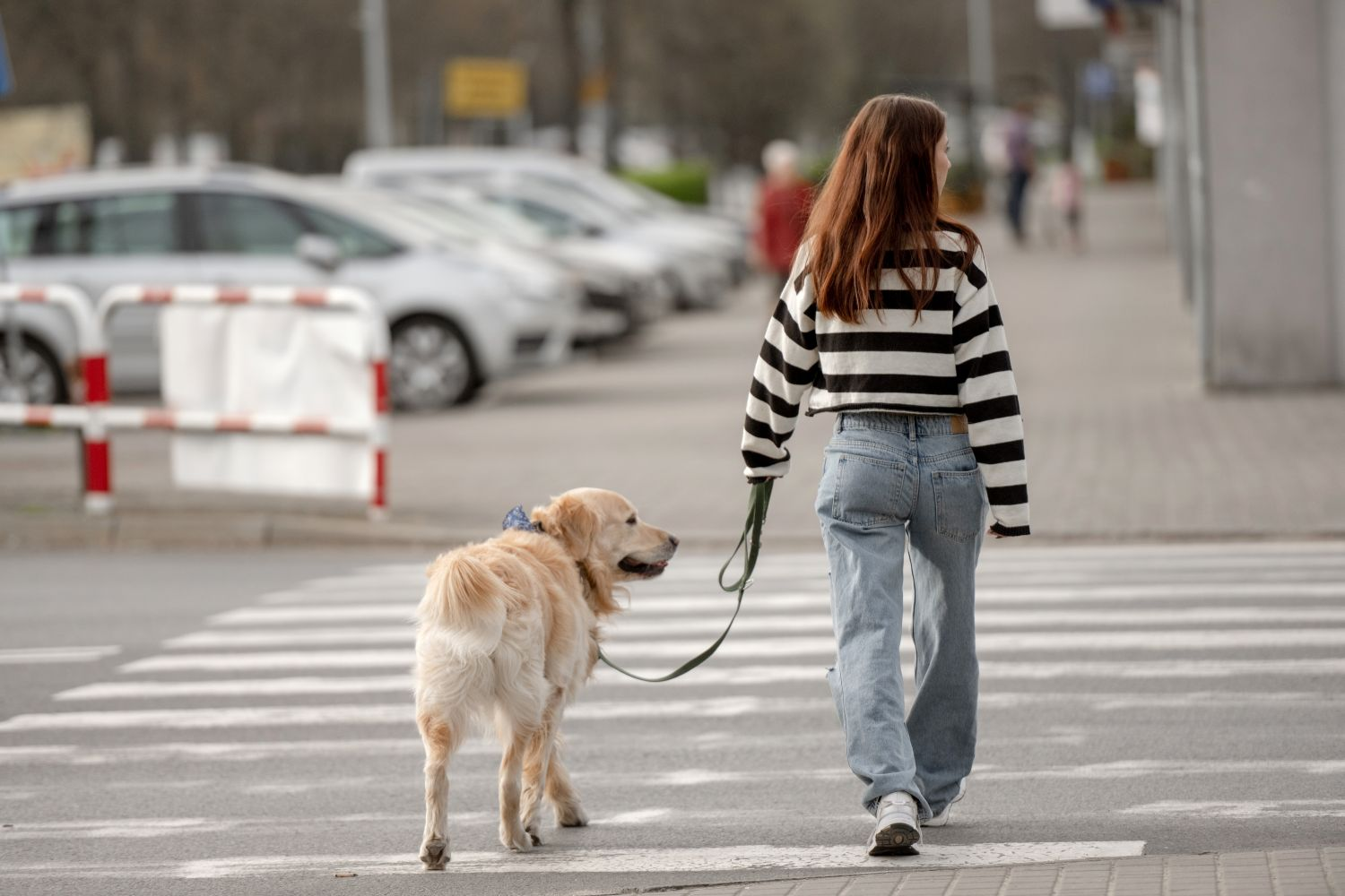 A woman is walking a dog, likely a Golden Retriever