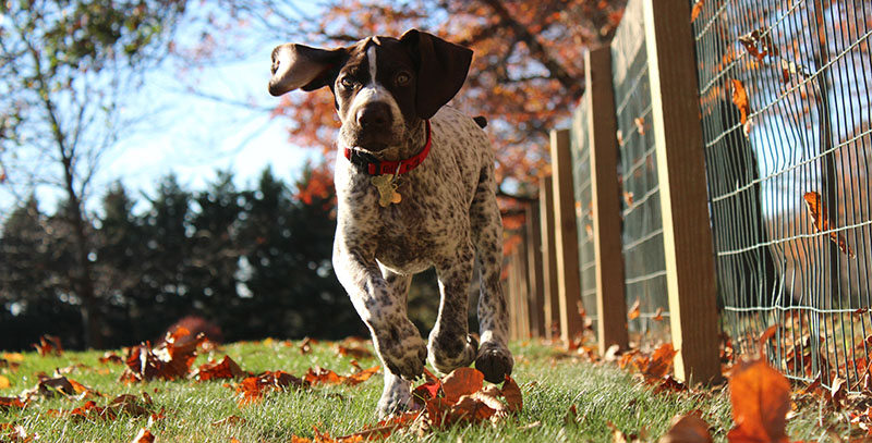 Dog running in an outdoor yard