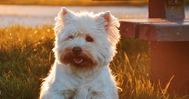 Small white fluffy dog sitting in sunlight