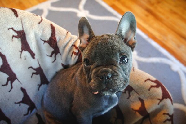 French bulldog resting on a sofa
